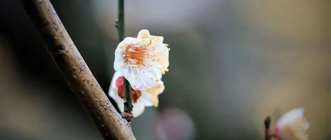消灾吉祥神咒的来源与作用